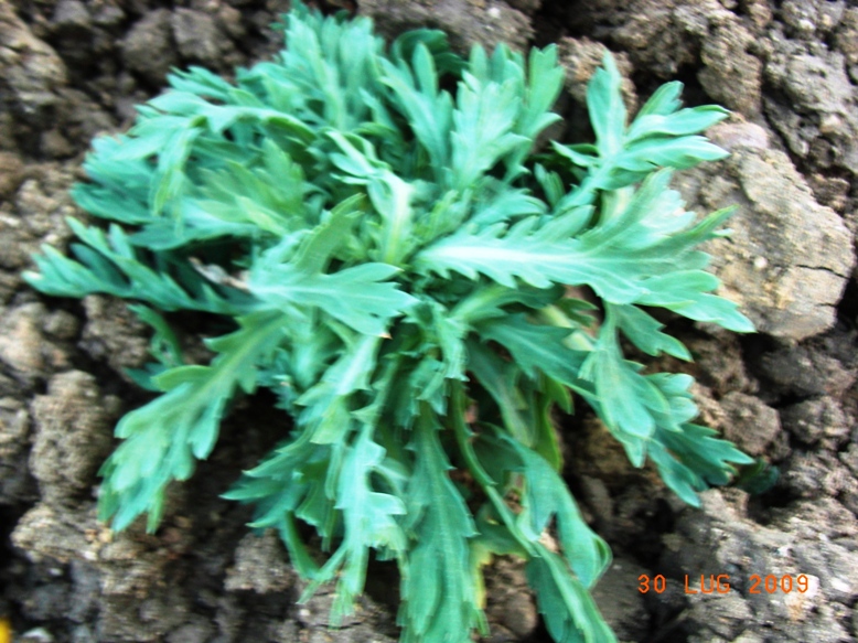 Glebionis segetum / Crisantemo campestre